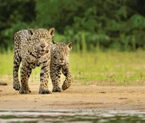 ¿Por qué los jaguares valen más vivos, que muertos?