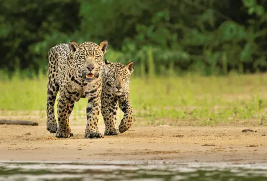 Los jaguares, además, atraen visitantes por su belleza