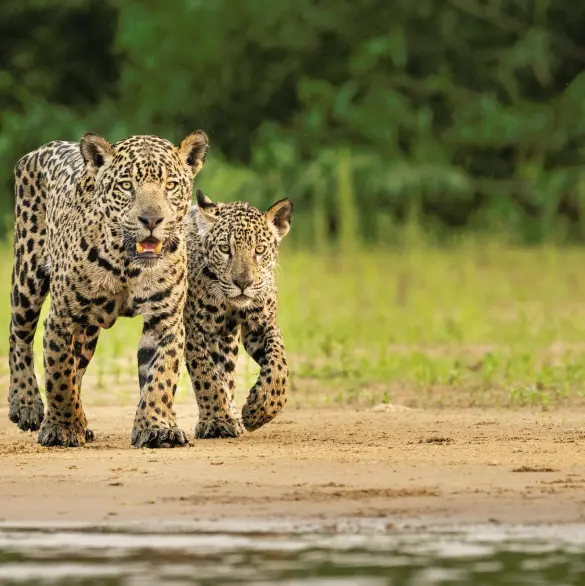 ¿Por qué los jaguares valen más vivos, que muertos?