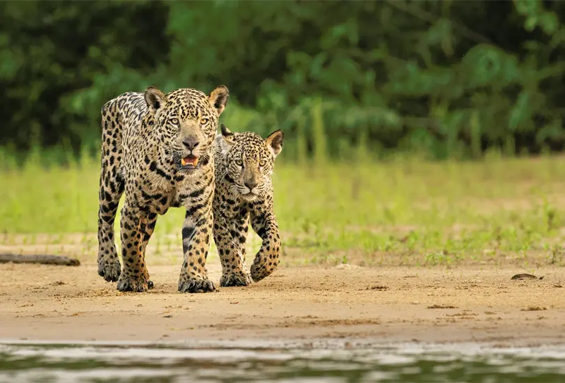 Los jaguares, además, atraen visitantes por su belleza Los jaguares, además, atraen visitantes por su belleza