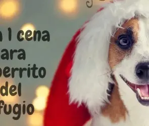 Piden ayuda para organizar cena navideña para perritos y gatitos de refugio