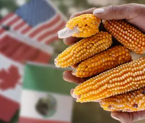 Maíz transgénico y glifosato: Un nuevo conflicto entre México, EEUU y Canadá