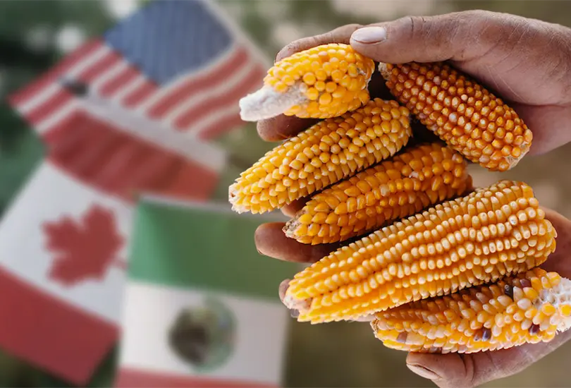 El ma&iacute;z transg&eacute;nico enfrenta a EEUU con M&eacute;xico