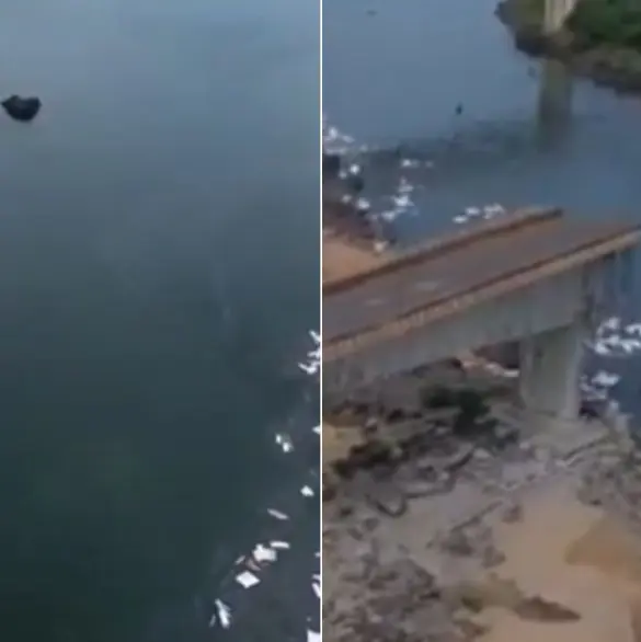 Imágenes impactantes: el momento exacto en que un puente colapsa con camiones sobre él; hay 8 desaparecidos