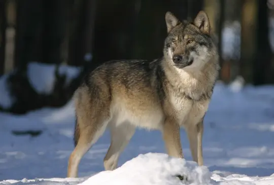 Los lobos mutantes de Chernóbil desarrollaron capacidades sorprendentes. Los lobos mutantes de Chernóbil desarrollaron capacidades sorprendentes.
