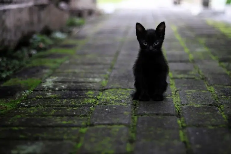 Se cree que un gato callejero que lo había arañado, y que cazaba pequeños mamíferos, fue el vector de su infección.Foto: Pixabay/ Huda Nur