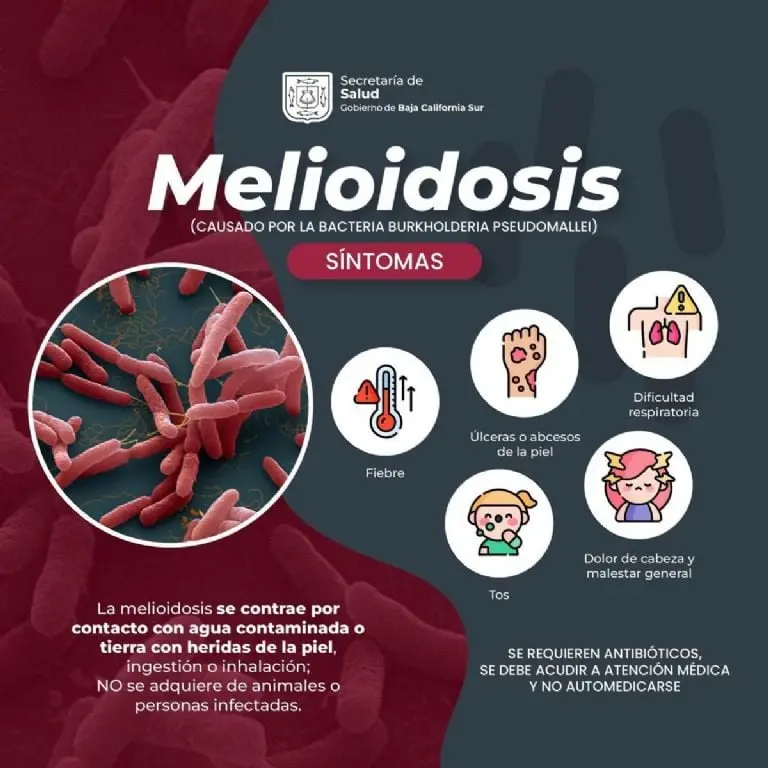 ¿Qué es la Melioidosis? - @GobBCS