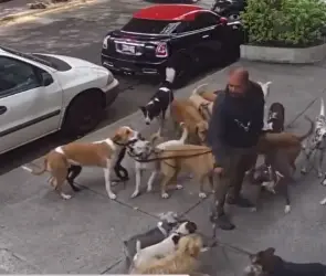 VIDEOS | Paseador con más de 20 perros pierde el control y uno escapa