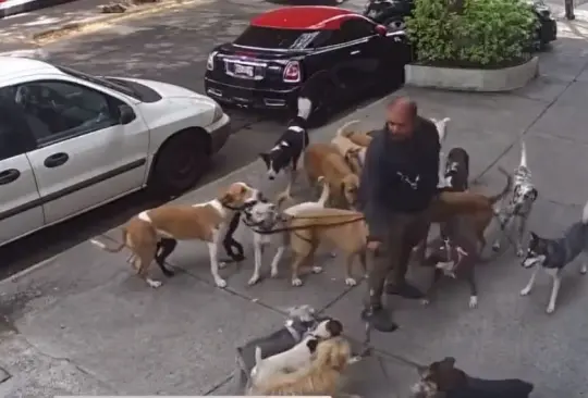 Las grabaciones del paseador con gran cantidad de perros ha desatado un debate sobre la responsabilidad de los dueños en el cuidado de su mascota.