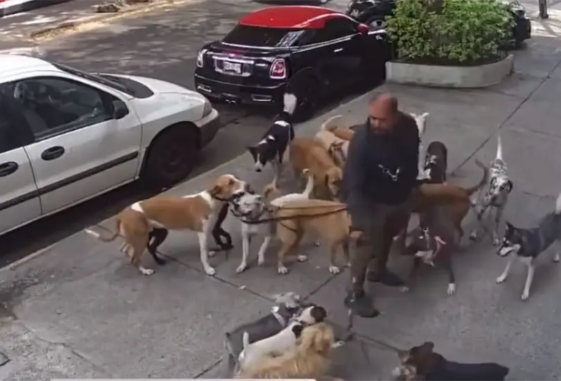Las grabaciones del paseador con gran cantidad de perros ha desatado un debate sobre la responsabilidad de los due&ntilde;os en el cuidado de su mascota.