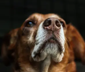 SALUD CANINA: La importancia de la nariz en el bienestar de tu mascota