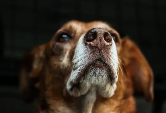 A medida que baja la temperatura, el color de la nariz de tu mascota tiende a desvanecerse