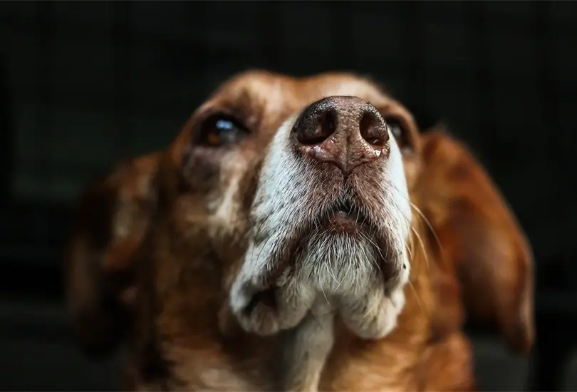 A medida que baja la temperatura, el color de la nariz de tu mascota tiende a desvanecerse A medida que baja la temperatura, el color de la nariz de tu mascota tiende a desvanecerse