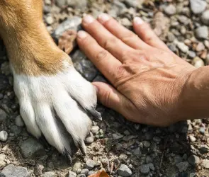 Cómo evitar lesiones en las almohadillas de tus mascotas en época de calor