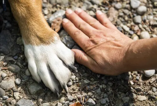 Debido a que en las almohadillas hay glándulas sudoríparas puede que influya en que las patitas de tu mascota puedan oler un poco mal.