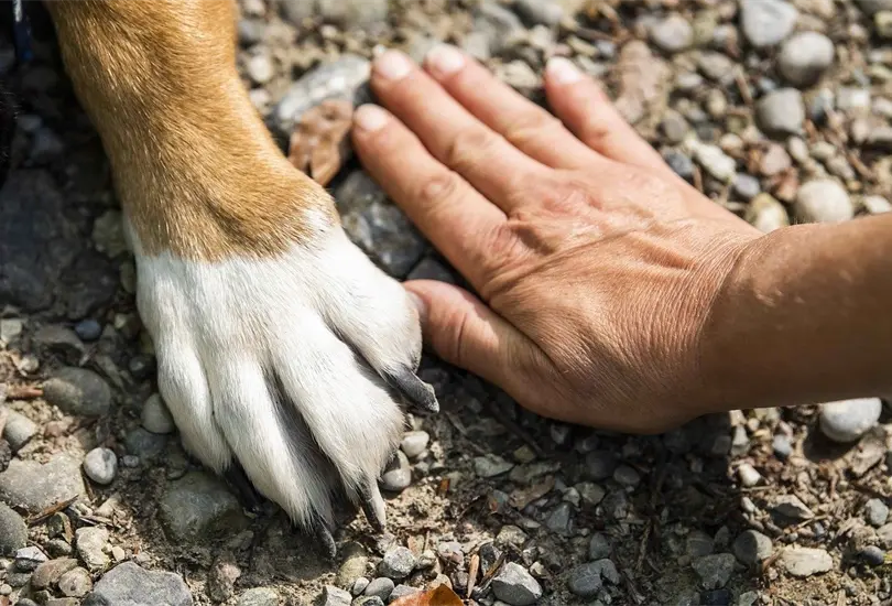 Debido a que en las almohadillas hay gl&aacute;ndulas sudor&iacute;paras puede que influya en que las patitas de tu mascota puedan oler un poco mal.