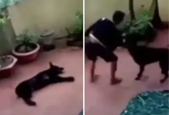 Perrito finge su muerte para evitar secuestro. 