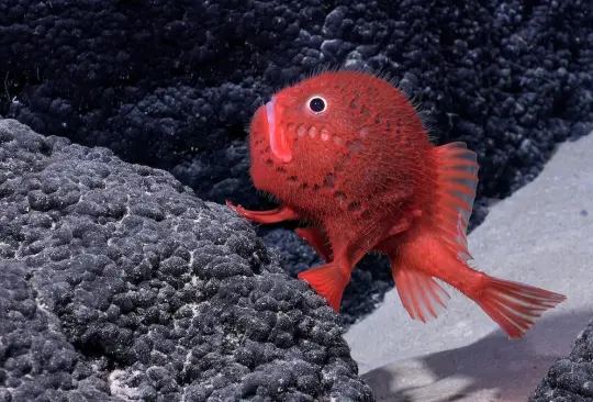 Un equipo internacional explora ecosistemas marinos profundos vulnerables y observa más de 100 especies nunca antes vistas por los científicos. Un equipo internacional explora ecosistemas marinos profundos vulnerables y observa más de 100 especies nunca antes vistas por los científicos.