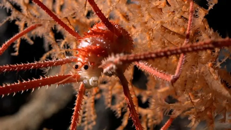 Una langosta achaparrada documentada en coral a una profundidad de 669 metros en el monte submarino JF2. Un grupo internacional de científicos a bordo de una reciente expedición del Schmidt Ocean Institute cree haber descubierto más de 100 nuevas especies que viven en los montes submarinos frente a la costa de Chile, incluidos corales de aguas profundas, esponjas de cristal, erizos de mar, anfípodos y langostas.Foto: ROV SuBastian / Schmidt Ocean Institute