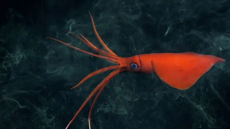 Un calamar latigazo (Mastigoteuthis) rara vez visto documentado a 1105 metros de profundidad después de entintar en el monte submarino 17 (Ikhtiandr) en la Cordillera de Nazca.Foto: ROV SuBastian / Schmidt Ocean Institute