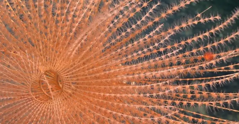 Un coral en espiral documentado a 1419 metros de profundidad en el monte submarino JF1, dentro de los límites del Área Marina Protegida de Usos Múltiples Mar de Juan Fernández frente a la costa central de Chile.Foto: ROV SuBastian / Schmidt Ocean Institute