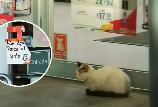 Oxxo prohíbe la entrada a gato