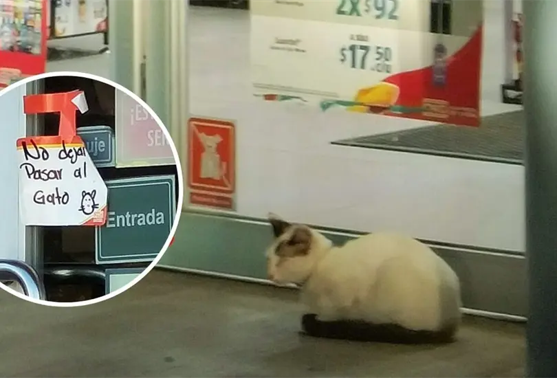 Oxxo prohíbe la entrada a gato Oxxo prohíbe la entrada a gato
