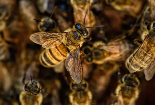 El Declive de las Abejas y sus Impactantes Consecuencias para el Planeta