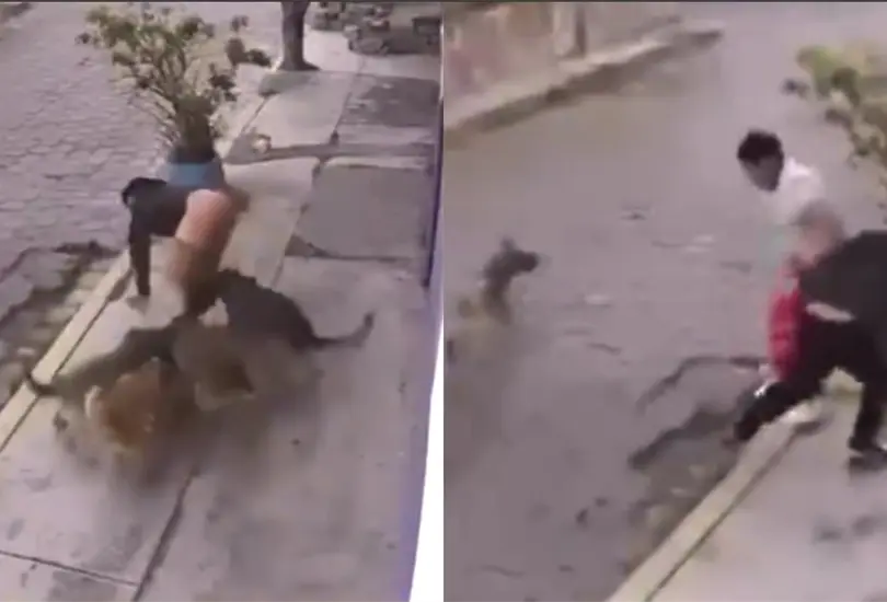 Jaur&iacute;a de perros ataca a dos j&oacute;venes en calles de Metepec| VIDEO