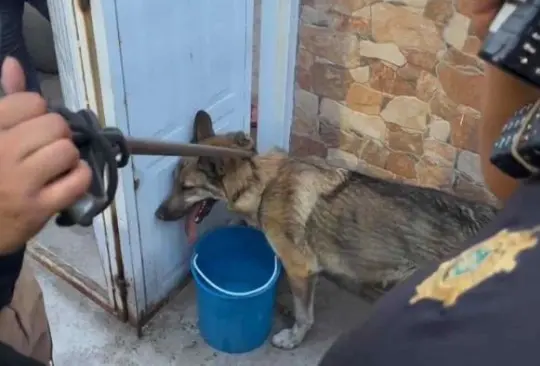 Habla Kevin, el niño que capturó a un lobo en San Juan de Aragón: Corría riesgo, lo podían aventar