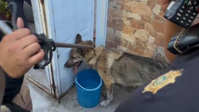Habla Kevin, el ni&ntilde;o que captur&oacute; a un lobo en San Juan de Arag&oacute;n: Corr&iacute;a riesgo, lo pod&iacute;an aventar