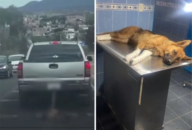 Captan a mujer arrastrando perrita. Captan a mujer arrastrando perrita.