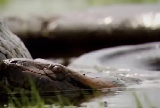 Las anacondas verdes son unos de los animales más grandes que existen en el Amazonas