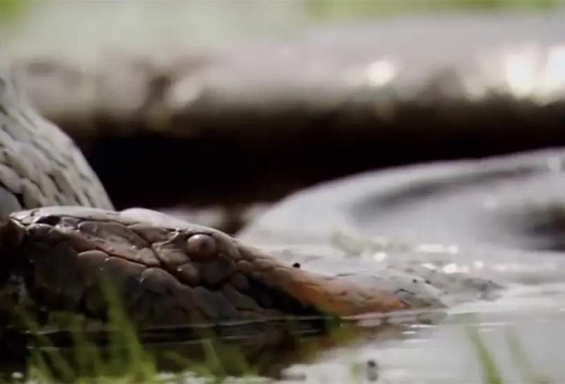 Las anacondas verdes son unos de los animales m&aacute;s grandes que existen en el Amazonas