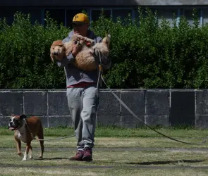 Golpes de calor en perros, ¿Qué hago si mi mascota sufre uno?