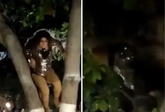 Una imitadora de Gloria Trevi sufrió una caída después de subir a un árbol durante su show. 