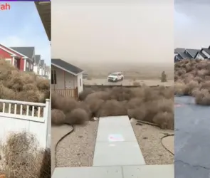 VIDEO | Las plantas que aterrorizaron ciudades en los Estados Unidos