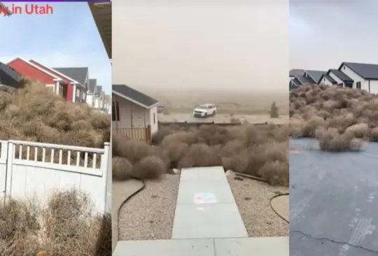 Las ciudades de Utah han sido inundadas con tumbleweeds que han bloqueado carreteras, rodeado casas y enterrado autos después de una fuerte tormenta. Las ciudades de Utah han sido inundadas con tumbleweeds que han bloqueado carreteras, rodeado casas y enterrado autos después de una fuerte tormenta.