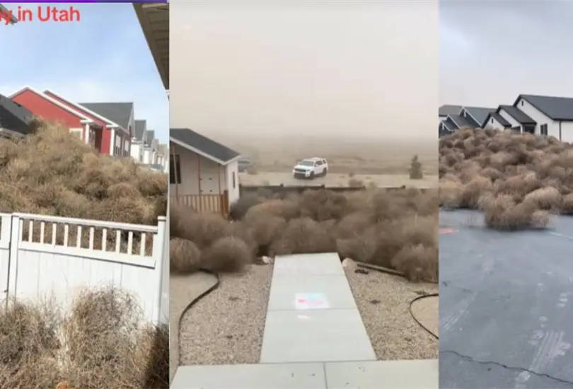 Las ciudades de Utah han sido inundadas con tumbleweeds que han bloqueado carreteras, rodeado casas y enterrado autos despu&eacute;s de una fuerte tormenta.