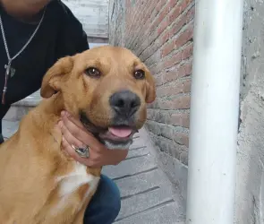 Caso Camila: rescatan a segundo perrito abandonado en casa de Ana Rosa, mujer linchada en Taxco
