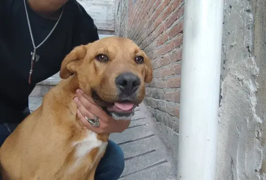 Este perro, cuyo hallazgo fue posible gracias a la intervención de activistas y rescatistas locales, fue sometido a una evaluación veterinaria que confirmó su buen estado de salud general y su actitud juguetona