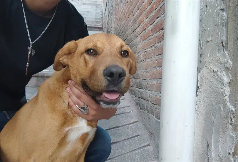 Este perro, cuyo hallazgo fue posible gracias a la intervenci&oacute;n de activistas y rescatistas locales, fue sometido a una evaluaci&oacute;n veterinaria que confirm&oacute; su buen estado de salud general y su actitud juguetona