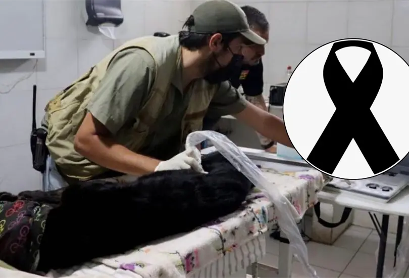 La cachorro hab&iacute;a llegado apenas en noviembre del a&ntilde;o pasado