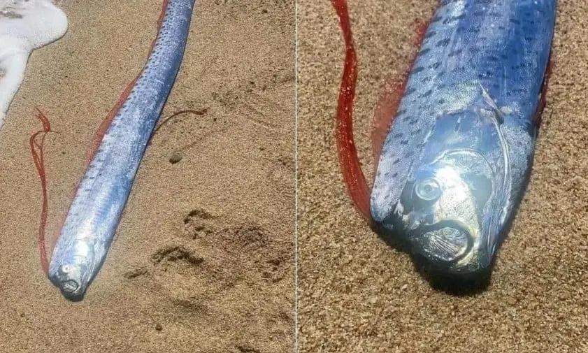 Aparece pez remo en La Paz, Baja California, y genera teor&iacute;as de desastre 
