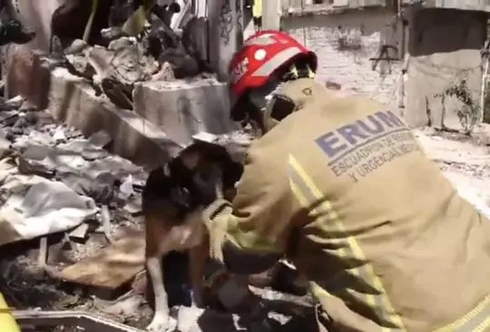 Los peludos se encontraban asustados frente a lo ocurrido