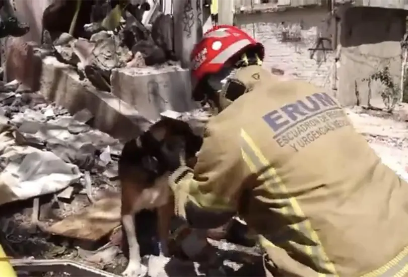 Los peludos se encontraban asustados frente a lo ocurrido