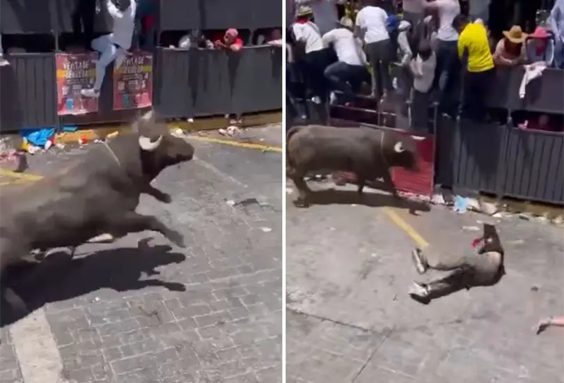 Toro embiste a joven por la cara. Toro embiste a joven por la cara.