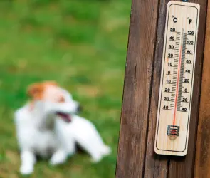 Cómo prevenir y proteger a nuestras mascotas ante un choque calórico