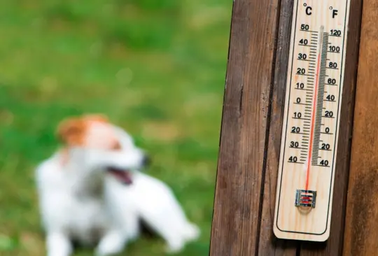 El artículo aborda la importancia de prevenir y proteger a las mascotas del choque calórico durante las altas temperaturas.