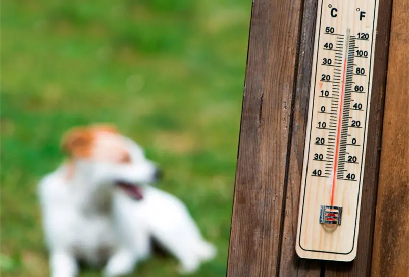 El art&iacute;culo aborda la importancia de prevenir y proteger a las mascotas del choque cal&oacute;rico durante las altas temperaturas.